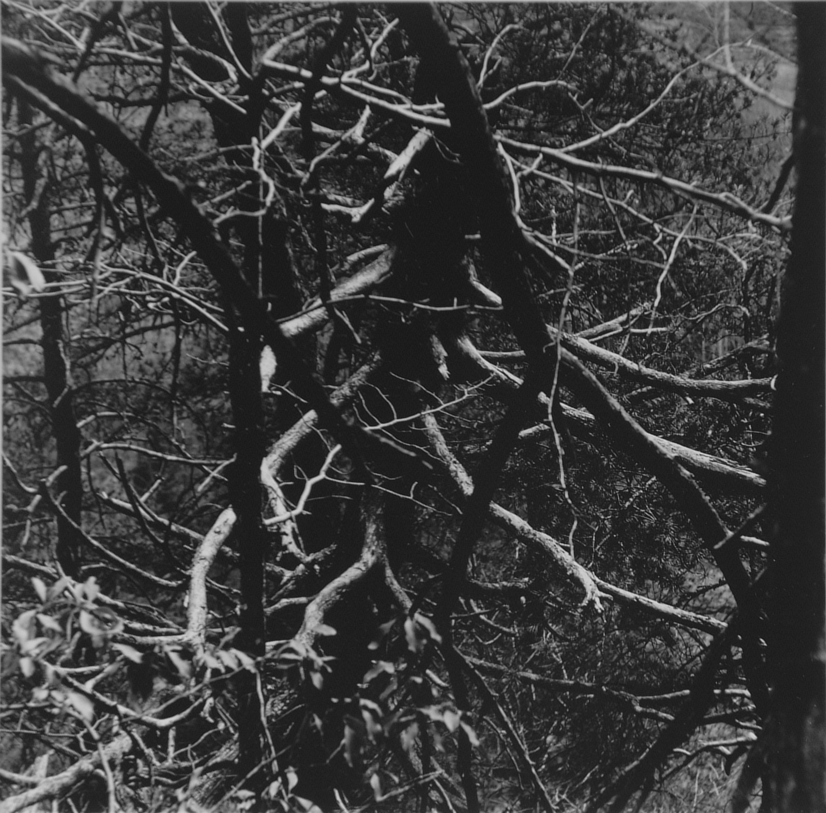 Untitled (Red River Gorge #48: Inverted Tree)