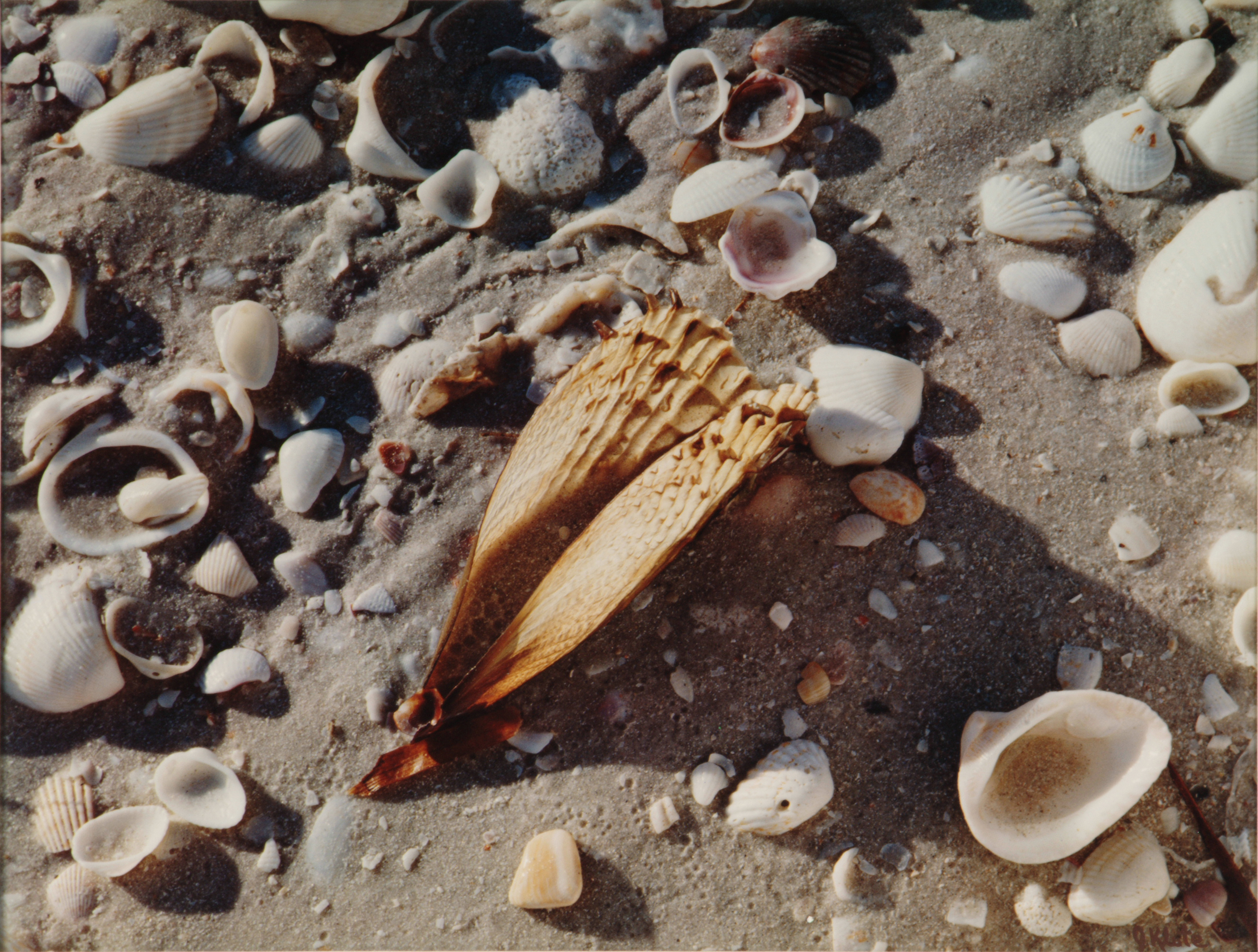 Sea shells and pen shell
