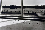 Flies in the Window