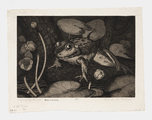 Frog and Spatterdock