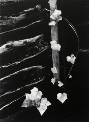 Ivy, Portland, Oregon, 1964 from the Jupiter Portfolio