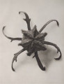 Cajophora lateritia (Loasaceae). Chile nettle, flower bud, enlarged 15 times