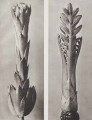 a Sempervivum tectorum. Roof houseleek, enlarged 3 times b Cephalaria dispsacoides. Caphalaria, young shoot, enlarged 5 times