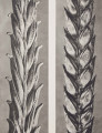 a Triticum vulgare. Wheat, enlarged 6 times b Hordeum trifurcatum. Barley, enlarged 6 times