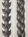 Crassula lycopodioides. Crassula, parts of stem, enlarged 14 times