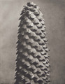 Picea excelsa. Norway spruce, cone, enlarged 14 times