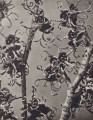 Hamamelis japonica. Japanese witch hazel, flowering spray, enlarged 6 times