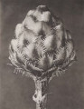 Centaurea Grecesina. Knapweed, flower capitulum, enlarged 12 times