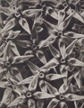 Asclepias speciosa. Silkweed, part of flower-umbel, enlarged 8 times