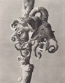 Hamamelis japonica. Japanese witch hazel, flowering shoot, enlarged 15 times
