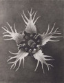 Tellima grandiflora. Fringecup, saxifrage, enlarged 25 times