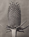 Dispsacus fullonum. Fuller's teasel, capitulum, enlarged 6 times