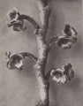 Hamamelis japonica. Japanese witch hazel, branch after flowering, enlarged 10 times
