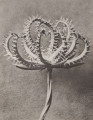 Koelpinia linearis (Compositae). Seed head, enlarged 12 times