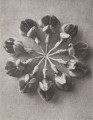 Coronilla coronata. Crown vetch, flower umbel, enlarged 8 times
