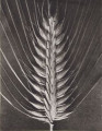 Hordeun distichum. Two-rowed barley, enlarged 4 times