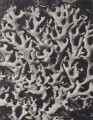 Parmelia conspersa. Parmelia, lichen, enlarged 11 times