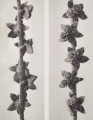 Cynoglossum officinale. Common hound's-tongue, fruit-bearing spike, enlarged 8 times