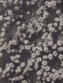 Silaus pratensis. Pepper saxifrage, flower umbels, enlarged 10 times
