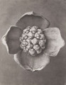 Cornus florida. Flowering dogwood, capitulum, enlarged 10 times