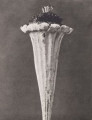 Cotula turbinata. Anthemis, mayweed, seed head, enlarged 15 times