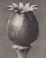 Melandryum noctiflorum. Night-flowering campion, night-flowering silene, seed capsule, enlarged 20 times