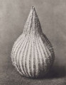 Silene conica. Conical silene, seed capsule, enlarged 20 times