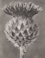 Centaurea Kotschyana. Knapweed, capitulum, enlarged 9 times