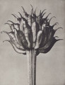 Trollius Ledebourii. Globeflower, fruit, enlarged 10 times