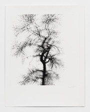 Multiple Exposure Tree, Chicago