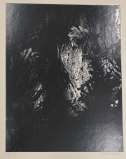 Untitled [Closeup of a Tree]