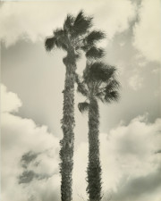 Palm Trees #1