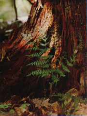 Spinulose Wood-Fern