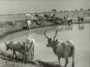 "Killing the Curse of Africa - Sleeping Sickness" (Dinka Cattle at waterhole)