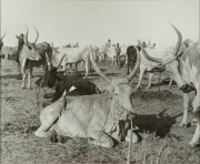 "Killing the Curse of Africa - Sleeping Sickness" (A herd of Dinka cows)