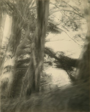 Two Trees and Bay, from Series 8