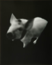 Pig, from Series 5