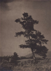 Meadow with tall, leaning tree