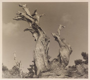 Gnarled trees, High Sierras