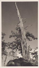 Cedar spire, granite, High Sierras