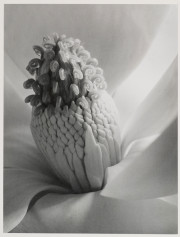 Magnolia Blossom, Tower of Jewels
