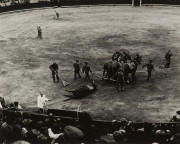 Close up of men and horses dragging dead bull from ring