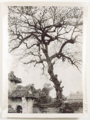 Temple Tree, Vietnam