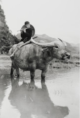 Boy with flute atop water-buffalo, Vietnam