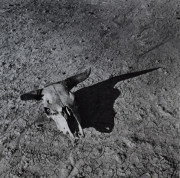 Cattle skull, Badlands, South Dakota