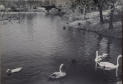 Landscape with swans and ducks, Central Park, New York City