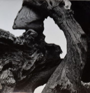 Olive tree, Mallorca