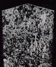 Moss abstraction, Florida