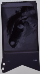 Untitled (Horse’s head, Boston, MA, 1961) (original negative)