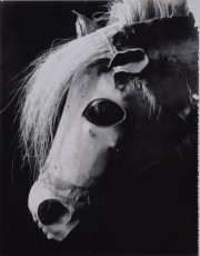 Untitled (Horse’s head, Boston, MA, 1961) (contact print)